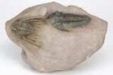 Kettneraspis & Metacanthina Trilobite Association - Lghaft, Morocco #210292-1